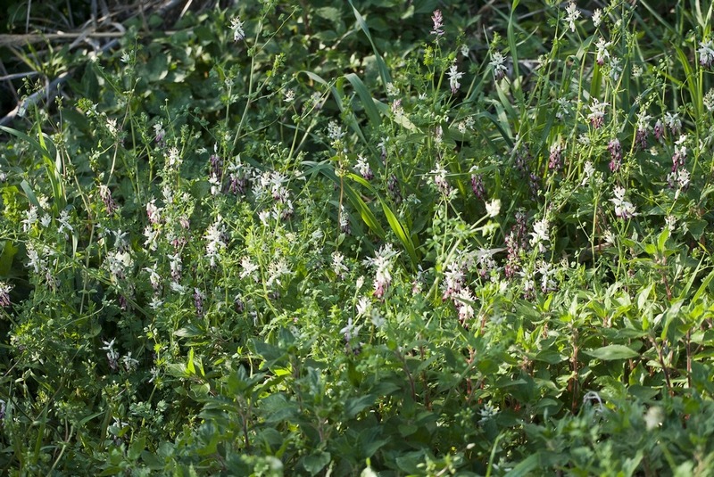Sull''argine del fiume Cecina - Fumaria sp.